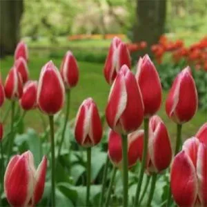 Тюльпан Spring Surprise фото