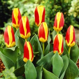 Тюльпан Stresa фото