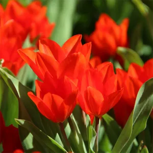 Тюльпан Praestans Zwanenburg Variety фото