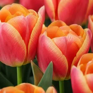 Тюльпан Candy Corner фото