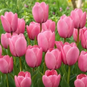 Тюльпан Jumbo Pink фото