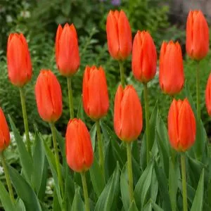 Тюльпан Orange Brilliant (Помаранчевий)  фото