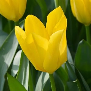 Тюльпан Yellow Purissima (Єлоу Пуріссіма) фото