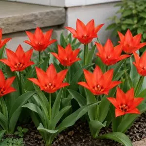 Тюльпан Praestans Zwanenburg Variety фото