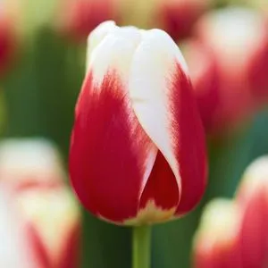 Тюльпан Roman Empire (Роман Емпайр) фото
