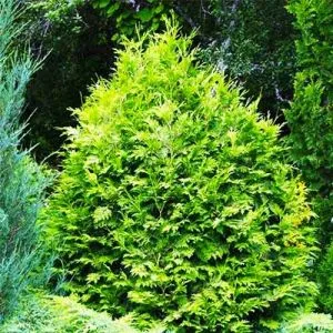 Туя західна Wareana Lutescens фото