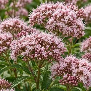 Валеріана Officinalis фото