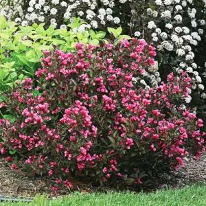 Вейгела Bouquet Rose (Букет Роуз) фото