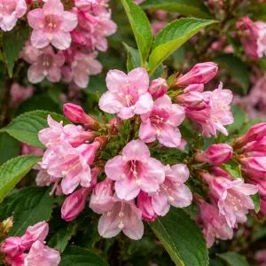 Вейгела Pink Princess фото