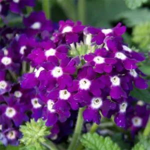 Вербена Lascar Compact Dark Violet фото