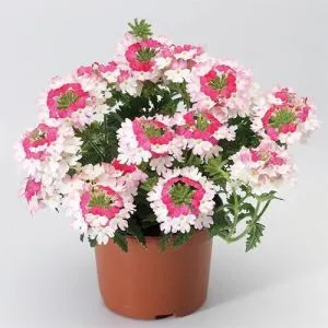 Вербена Twister Pink фото