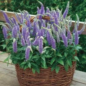 Вероніка Blue Bouquet фото