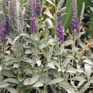 Вероніка Spicata Blue фото