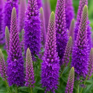 Вероніка Purpleicious фото