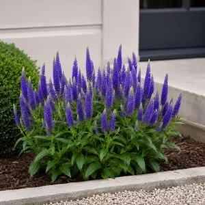 Вероніка Ulster Dwarf Blue фото