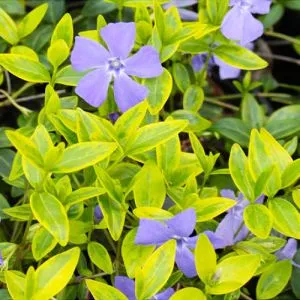 Барвінок Argenteovariegata фото