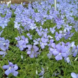 Віола Boughton Blue фото