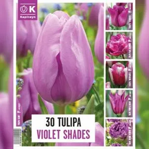 Тюльпани Violet Shades (Брендові цибулини KAPITEYN®) фото