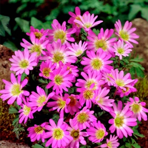 Анемона Pink Star (Пінк Стар) фото