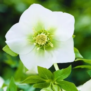 Морозник White Lady фото