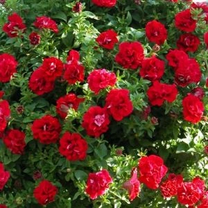 Петунія Viva Double Red фото