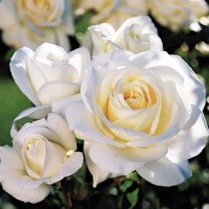Троянда бордюрна White Lady фото