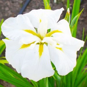 Ірис мечеподібний White Ladies фото