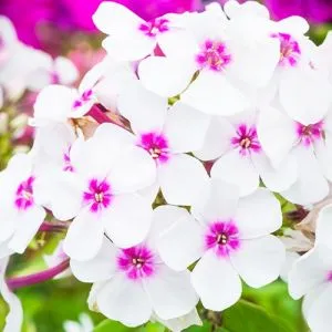 Флокс Famous Purple Impression фото