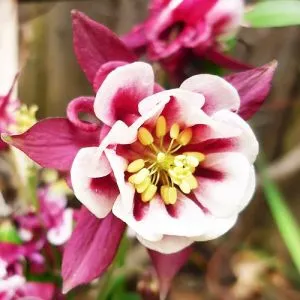Аквілегія Winky Double Red & White фото