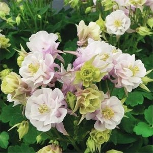 Аквілегія Winky Double Rose & White фото