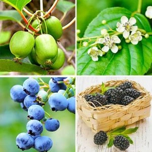 Комплект плодових кущів Ягідний Мікс фото