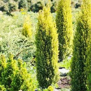 Ялівець Gold Cone фото