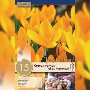 Крокус Yellow Mammouth (Брендові цибулини KAPITEYN®) фото