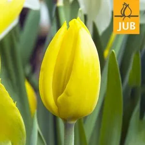 Тюльпан Yokohama (Брендові цибулини Jub Holland) фото