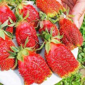 Суницеполуниця Купчиха (Ранній) (Унікальні плоди) фото