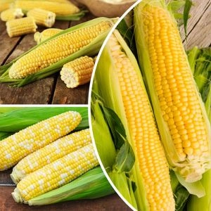 Набір насіння кукурудзи Золотий урожай (3 упаковки) фото