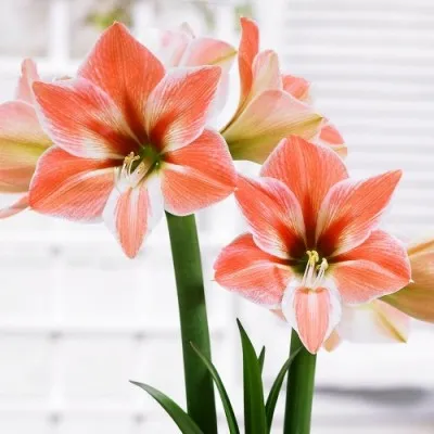 Амариллиc Apricot Parfait фото