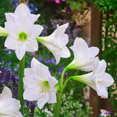 Амариллис White Rascal фото