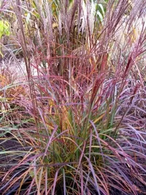 Мискантус Purple Fall фото