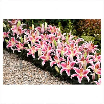 Лилия Rosy Dimple фото