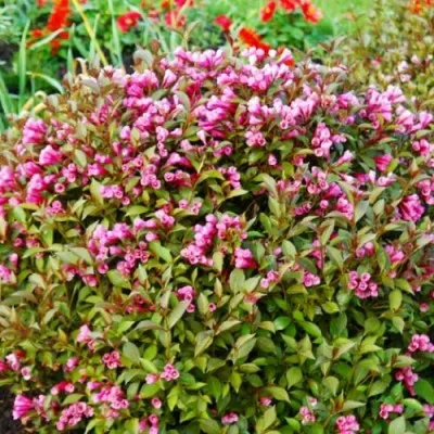 Вейгела Foliis Purpureis фото