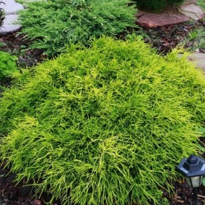 Кипарисовик Sungold фото