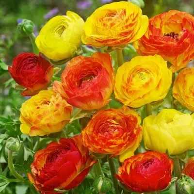 Ранункулюс (лютик) Picotee Orange фото