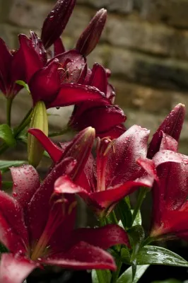 Лилия Forza Red фото