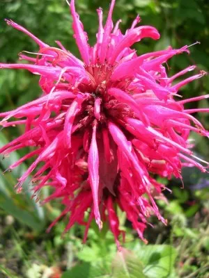 Монарда (бергамот) фото