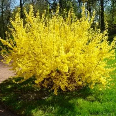 Форзиция Spectabilis фото