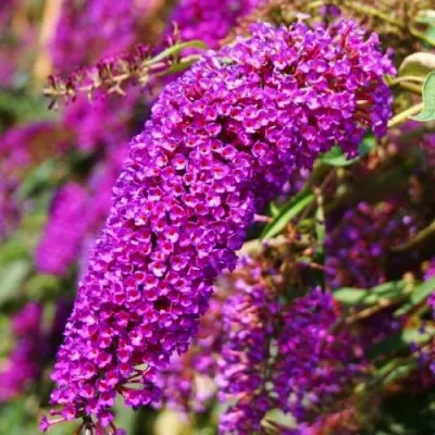 Буддлея Nanho Purple фото