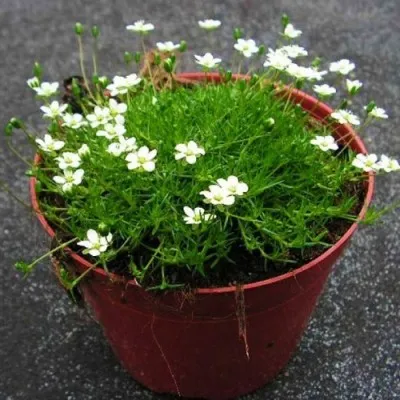 Мшанка Green Moss фото