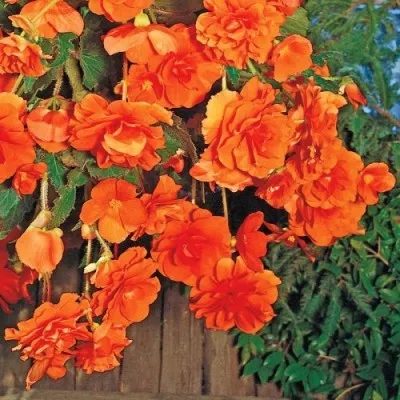 Бегония Pendula Cascade Orange фото