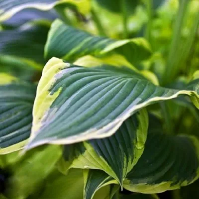 Хоста Yellow River фото